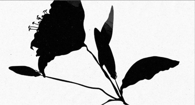 Invitație nuntă online Model N6 | Invitify Invitație de nuntă online Model N6 – invitație digitală personalizată cu RSVP